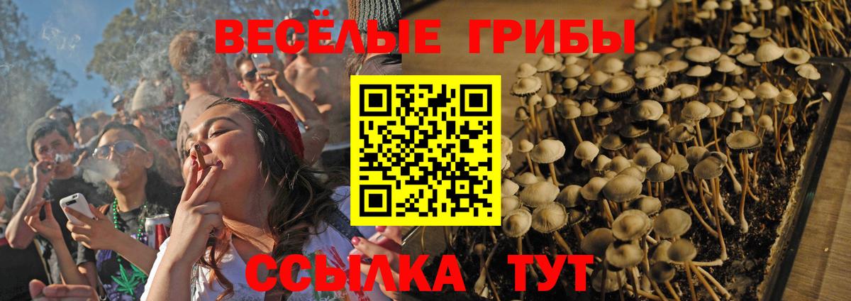 где купить   Вход с VPN  Чайковский  Псилоцибиновые грибы MAGIC MUSHROOMS 